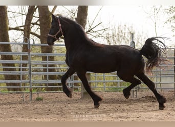 Frison, Jument, 4 Ans, Noir