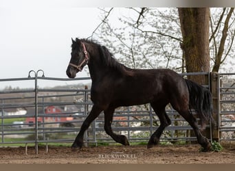 Frison, Jument, 4 Ans, Noir