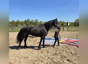 Frison Croisé, Jument, 5 Ans, 150 cm, Noir