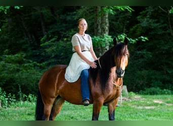 Frison Croisé, Jument, 5 Ans, 152 cm, Bai cerise