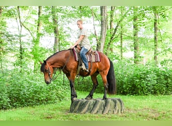 Frison Croisé, Jument, 5 Ans, 152 cm, Bai cerise