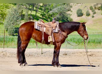 Frison, Jument, 5 Ans, 152 cm, Bai cerise