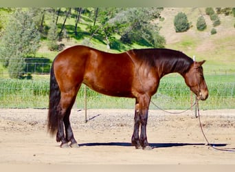 Frison, Jument, 5 Ans, 152 cm, Bai cerise
