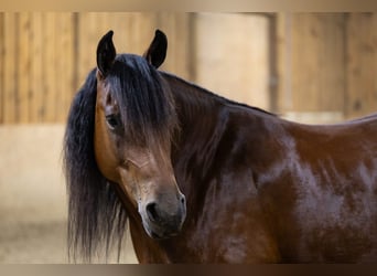 Frison Croisé, Jument, 5 Ans, 152 cm, Bai cerise