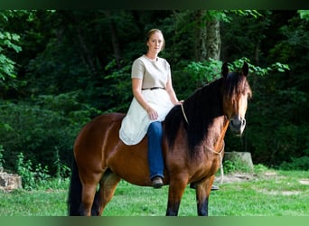 Frison Croisé, Jument, 5 Ans, 152 cm, Bai cerise