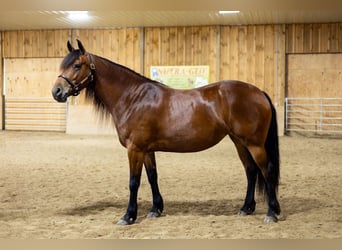 Frison Croisé, Jument, 5 Ans, 152 cm, Bai cerise