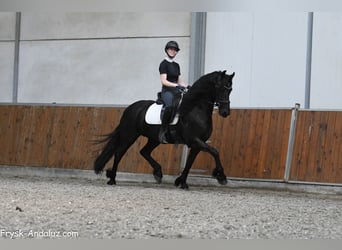 Frison, Jument, 5 Ans, 159 cm, Noir