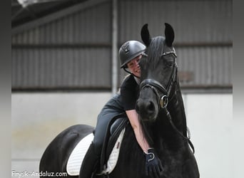 Frison, Jument, 5 Ans, 159 cm, Noir