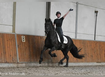 Frison, Jument, 5 Ans, 159 cm, Noir