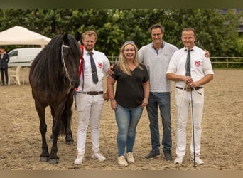 Frison, Jument, 5 Ans, 159 cm, Noir