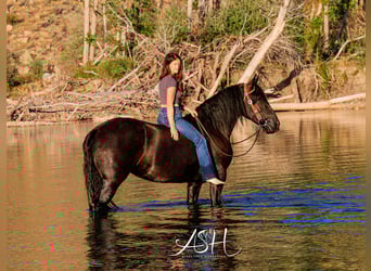 Frison, Jument, 5 Ans, 160 cm, Noir