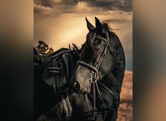 Frison, Jument, 5 Ans, 160 cm, Noir