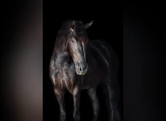 Frison Croisé, Jument, 5 Ans, 162 cm, Noir