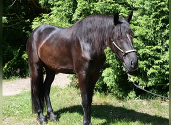 Frison Croisé, Jument, 5 Ans, 162 cm, Noir