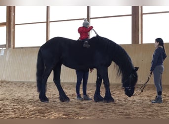 Frison, Jument, 5 Ans, 162 cm, Noir