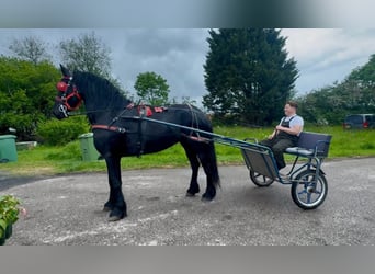 Frison, Jument, 5 Ans, 163 cm, Noir