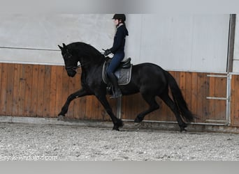 Frison, Jument, 5 Ans, 164 cm, Noir