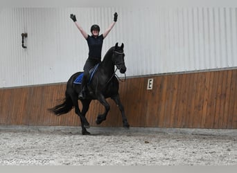 Frison, Jument, 5 Ans, 165 cm, Noir