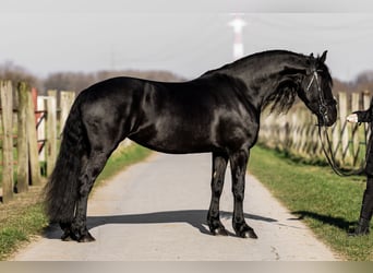 Frison, Jument, 5 Ans, 165 cm, Noir