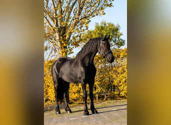 Frison, Jument, 5 Ans, 166 cm, Noir