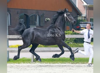 Frison, Jument, 5 Ans, 166 cm, Noir