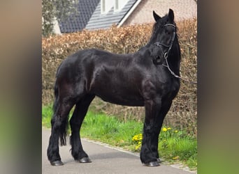 Frison, Jument, 5 Ans, 167 cm, Noir