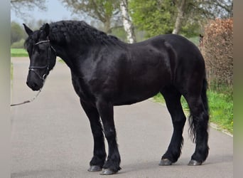 Frison, Jument, 5 Ans, 167 cm, Noir