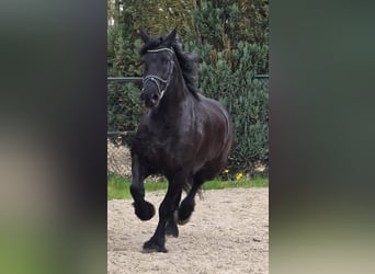 Frison, Jument, 5 Ans, 167 cm, Noir