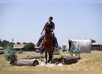 Frison, Jument, 5 Ans, Bai cerise