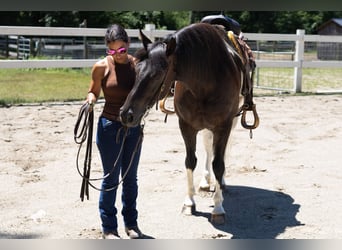 Frison Croisé, Jument, 5 Ans, Pinto