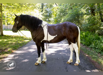 Frison Croisé, Jument, 5 Ans, Pinto