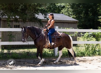 Frison Croisé, Jument, 5 Ans, Pinto