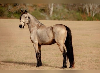 Frison, Jument, 6 Ans, 152 cm, Buckskin