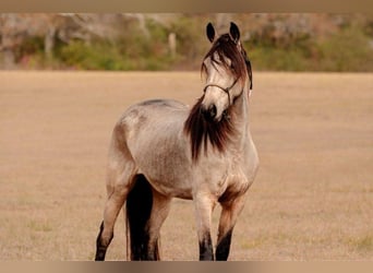 Frison, Jument, 6 Ans, 152 cm, Buckskin