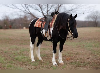 Frison, Jument, 6 Ans, 155 cm, Pinto