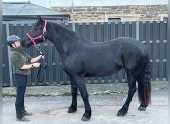 Frison, Jument, 6 Ans, 159 cm, Noir