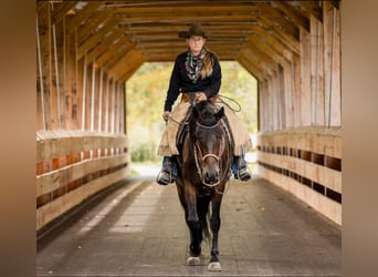 Frison, Jument, 6 Ans, 160 cm, Bai cerise
