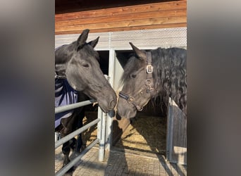 Frison, Jument, 6 Ans, 160 cm, Noir