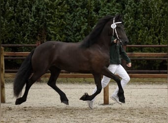 Frison, Jument, 6 Ans, 163 cm, Noir