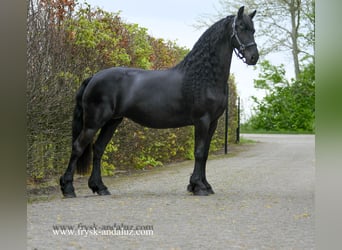 Frison, Jument, 6 Ans, 165 cm, Noir