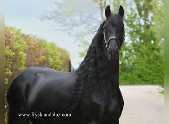 Frison, Jument, 6 Ans, 165 cm, Noir