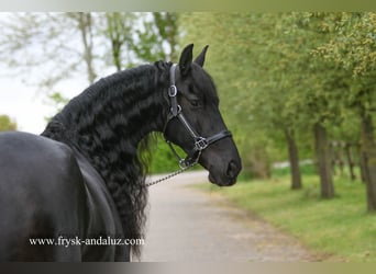 Frison, Jument, 6 Ans, 165 cm, Noir