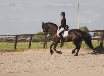Frison, Jument, 6 Ans, 167 cm, Noir