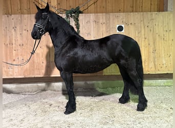 Frison, Jument, 6 Ans, 167 cm, Noir