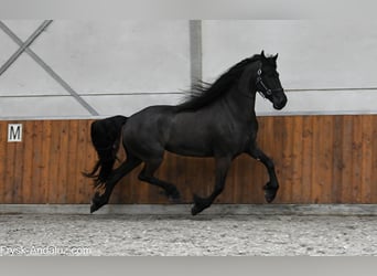 Frison, Jument, 6 Ans, 169 cm, Noir