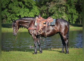 Frison, Jument, 6 Ans, Noir