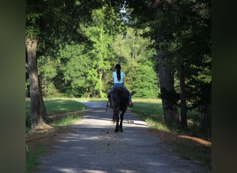Frison, Jument, 6 Ans, Noir