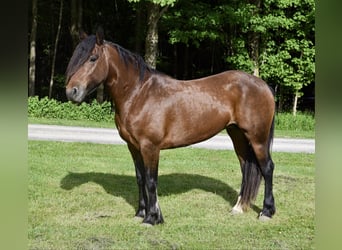 Frison, Jument, 7 Ans, 147 cm, Bai cerise