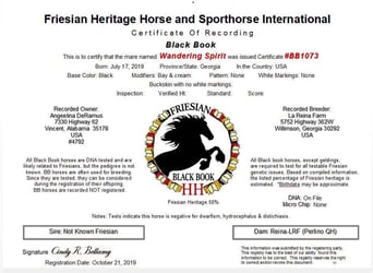 Frison, Jument, 7 Ans, 152 cm, Buckskin