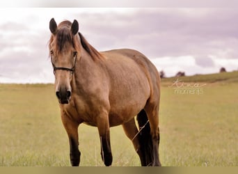 Frison Croisé, Jument, 7 Ans, 154 cm, Isabelle